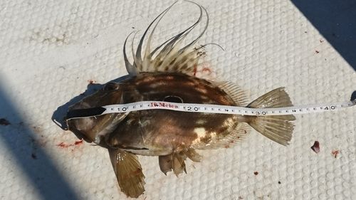 マトウダイの釣果
