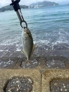 ショゴの釣果
