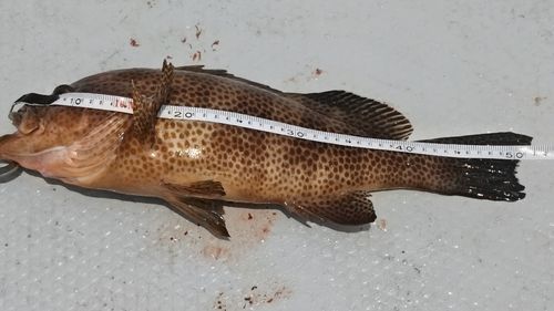 オオモンハタの釣果