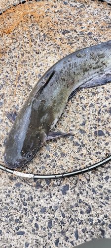 アメリカンキャットフィッシュの釣果