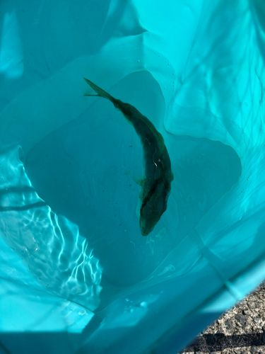 ショゴの釣果