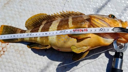 アオハタの釣果