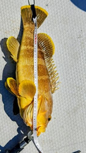 アオハタの釣果