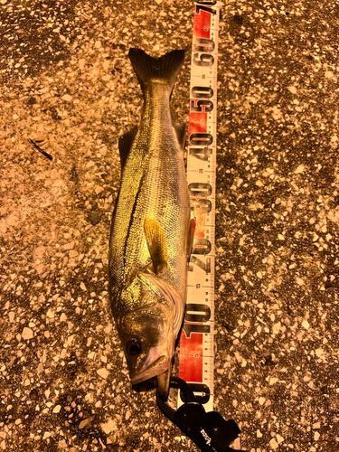 スズキの釣果