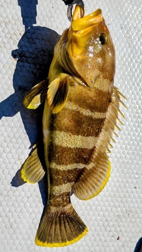 アオハタの釣果