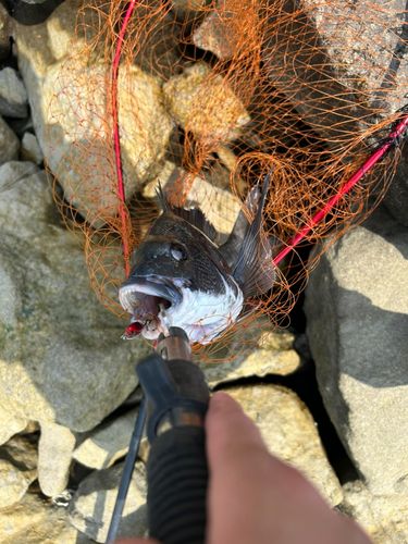 クロダイの釣果