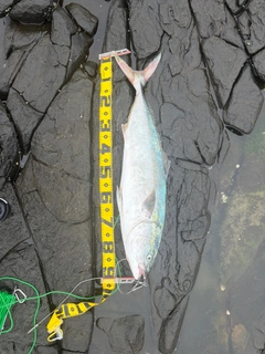 ブリの釣果