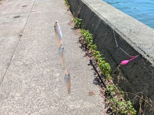 キスの釣果