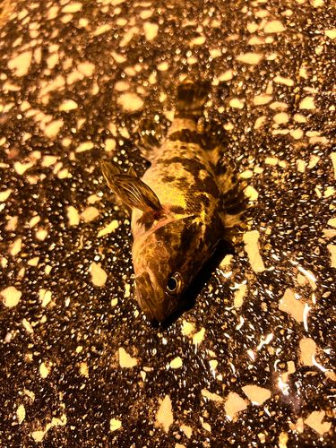 タケノコメバルの釣果