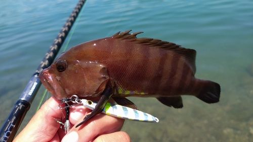 ヤミハタの釣果