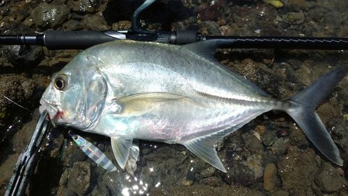 ロウニンアジの釣果