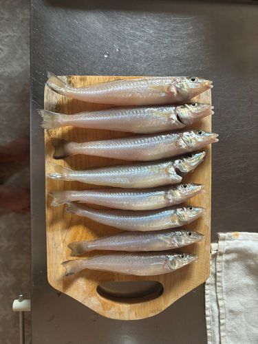 キスの釣果