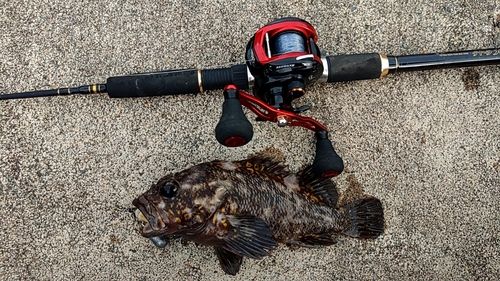 オウゴンムラソイの釣果