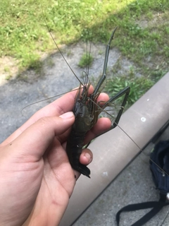 テナガエビの釣果