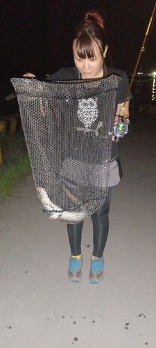 アナゴの釣果