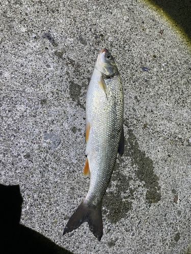 ウグイの釣果