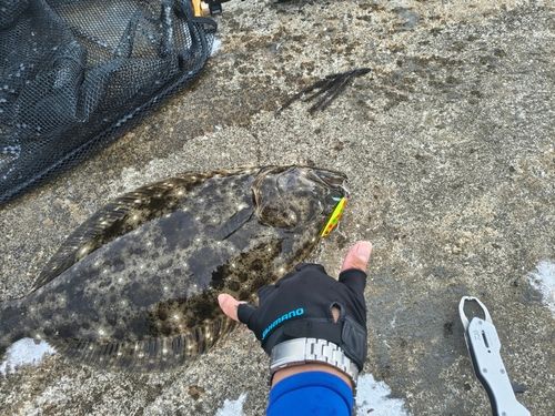 ヒラメの釣果
