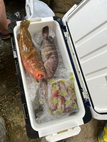 ケンサキイカの釣果