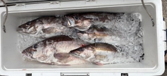アラの釣果