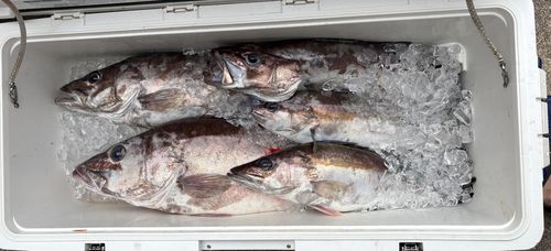 アラの釣果
