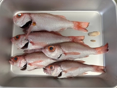 アカムツの釣果