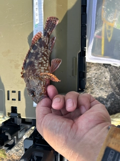 カサゴの釣果