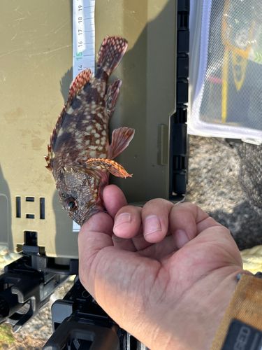 カサゴの釣果