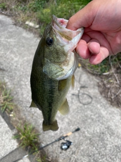 ラージマウスバスの釣果