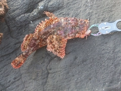 オニカサゴの釣果