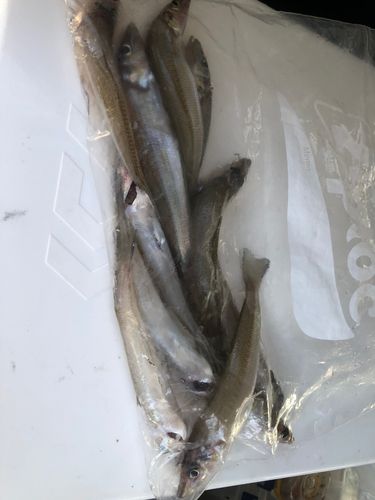 キスの釣果