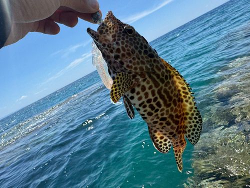 イシミーバイの釣果