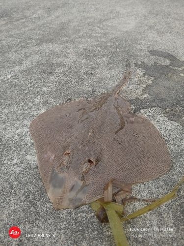 エイの釣果