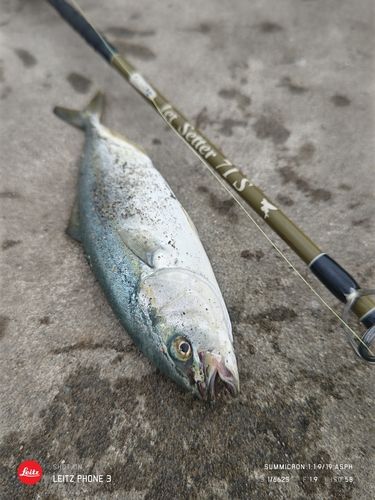 イナダの釣果