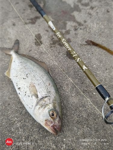 ショゴの釣果