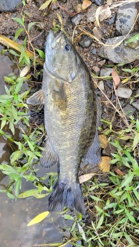 スモールマウスバスの釣果