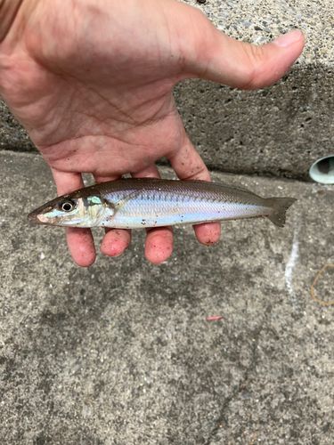 キスの釣果