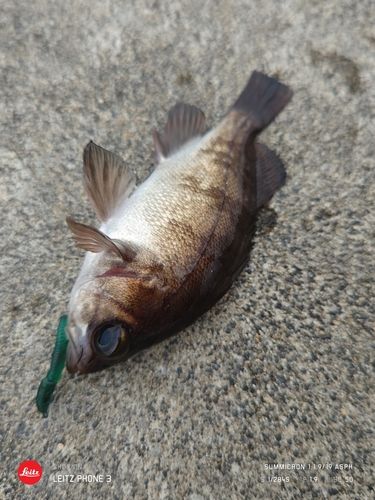 メバルの釣果