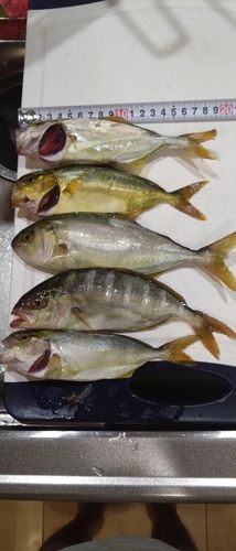 シオの釣果