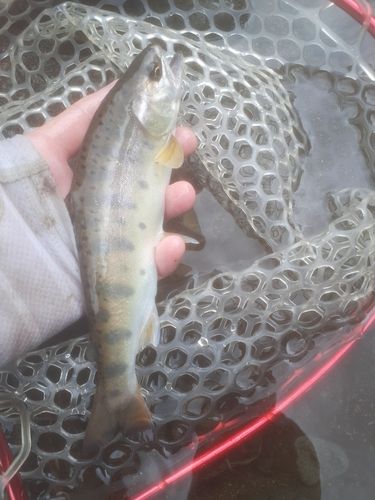 ヤマメの釣果