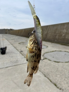 エゾメバルの釣果