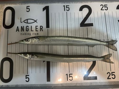 サヨリの釣果