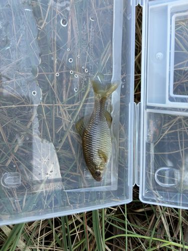 タナゴの釣果
