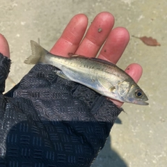 セイゴ（タイリクスズキ）の釣果
