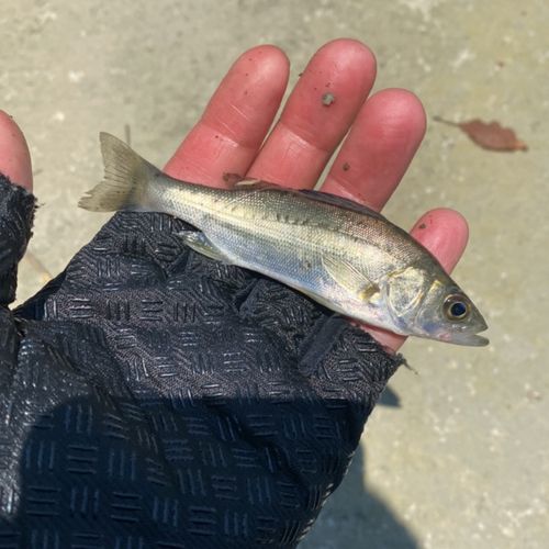 セイゴ（タイリクスズキ）の釣果