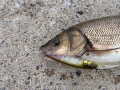 ウグイの釣果