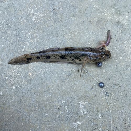 ウロハゼの釣果