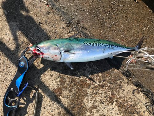 ソウダガツオの釣果