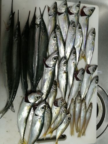 サヨリの釣果