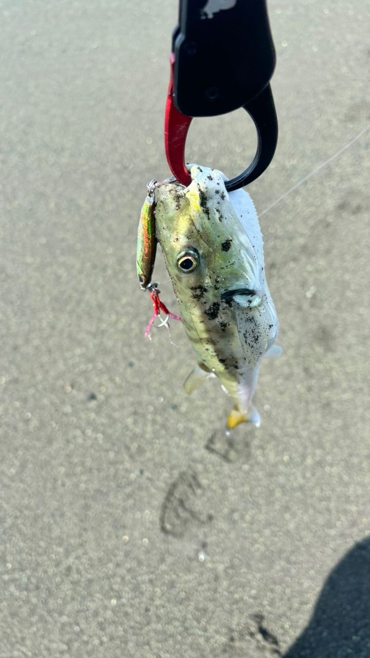 SHIMANO 20コルトスナイパー XR S106MH/PSの最安値・インプレ・釣果