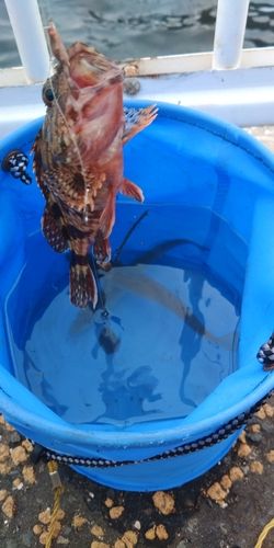 キスの釣果